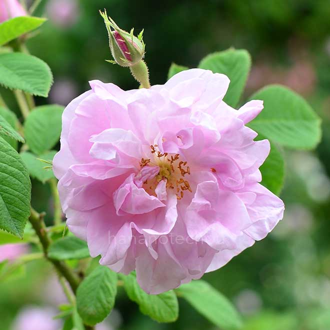 バラ ロサダマスケナ｜花の手帖の薔薇図鑑