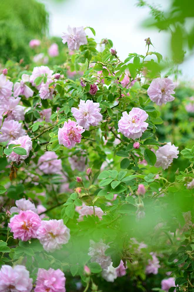 バラ ロサダマスケナ｜花の手帖の薔薇図鑑