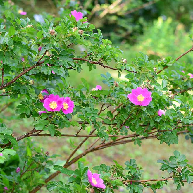バラ ロサ ダブリカ|花の手帖の薔薇図鑑