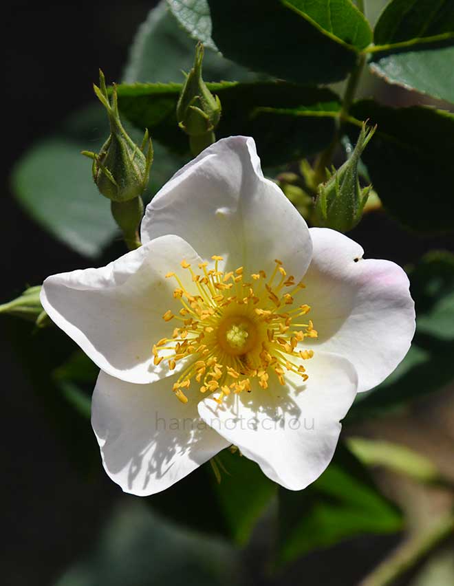 バラ ロサ ディポンティ｜花の手帖の薔薇図鑑