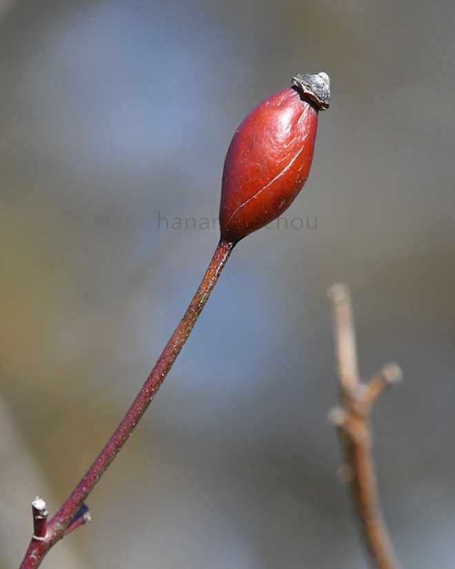 バラ ロサ ディポンティ｜花の手帖の薔薇図鑑