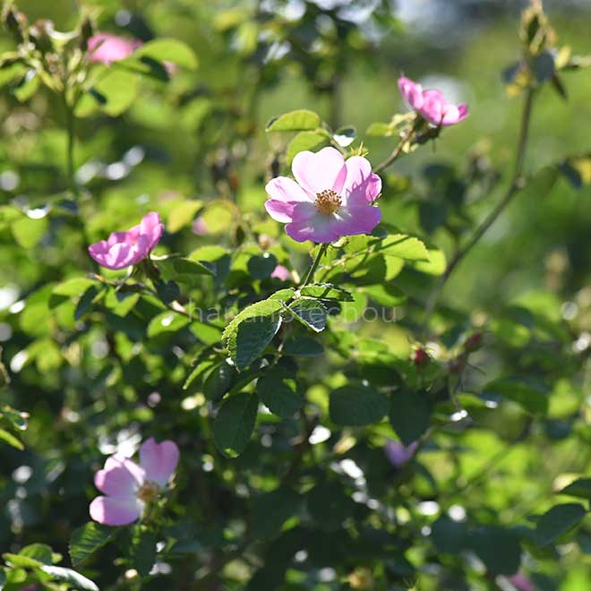 バラ ロサ エグランテリア｜花の手帖の薔薇図鑑