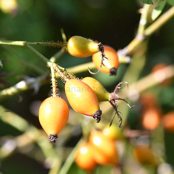 バラ ロサ エグランテリア｜花の手帖の薔薇図鑑