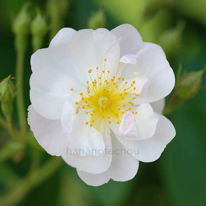 バラ ロサ フィリペス ブレンダ コルビン｜花の手帖の薔薇図鑑