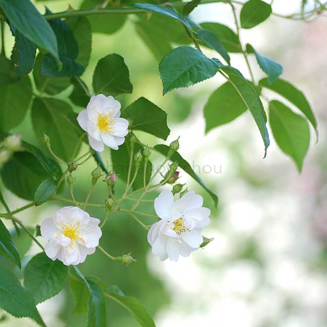 バラ ロサ フィリペス ブレンダ コルビン｜花の手帖の薔薇図鑑