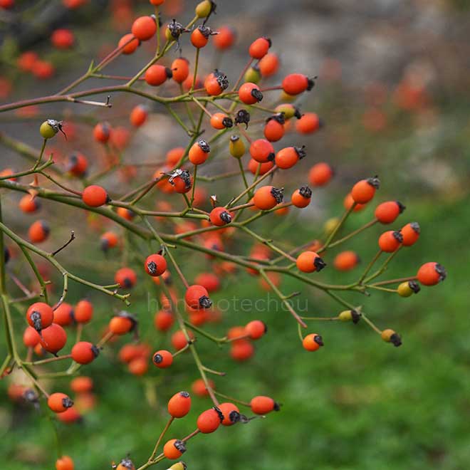 バラ ｜花の手帖の薔薇図鑑