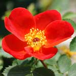 バラ ｜花の手帖の薔薇図鑑