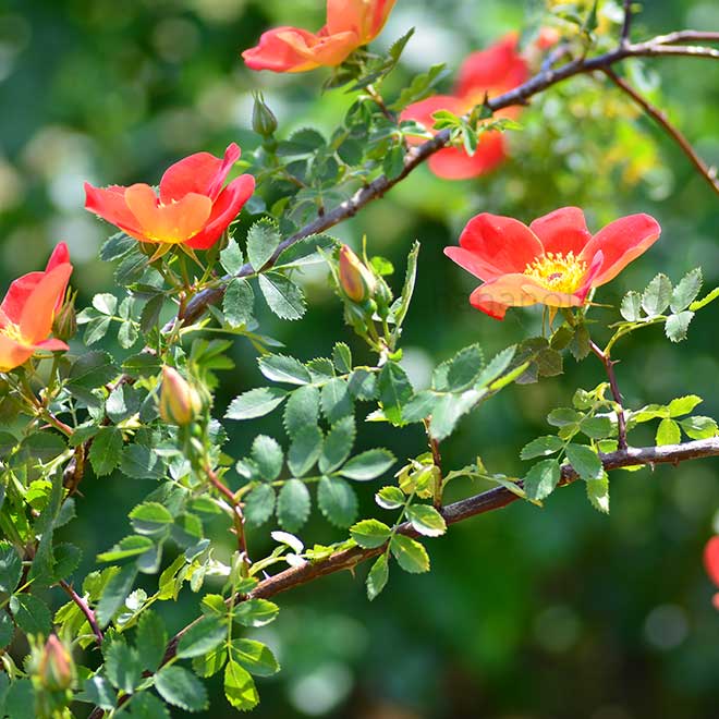バラ ロサ フェティダ ビカラー
｜花の手帖の薔薇図鑑