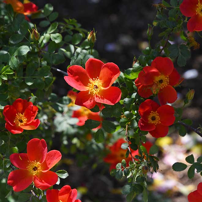 バラ ロサ フェティダ ビカラー
｜花の手帖の薔薇図鑑