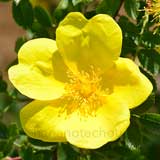 バラ ロサフェティダ｜花の手帖の薔薇図鑑