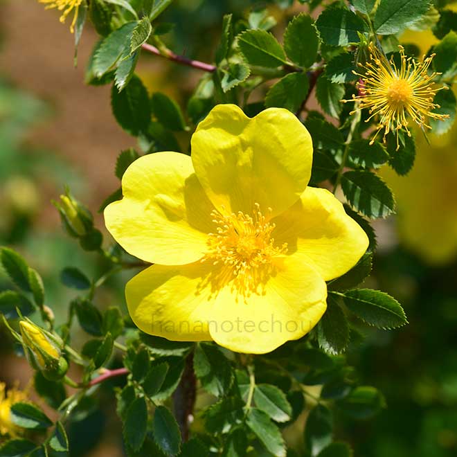 バラ ロサ フェティダ｜花の手帖の薔薇図鑑