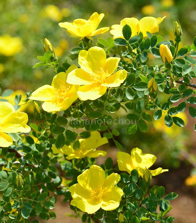 バラ ロサ フェティダ｜花の手帖の薔薇図鑑