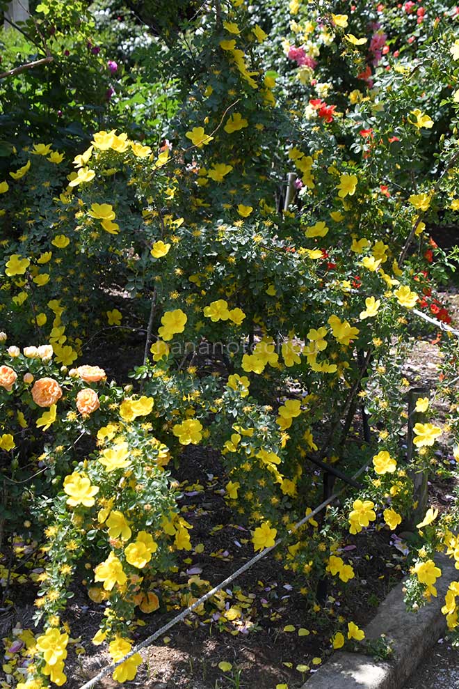 バラ ロサ フェティダ｜花の手帖の薔薇図鑑