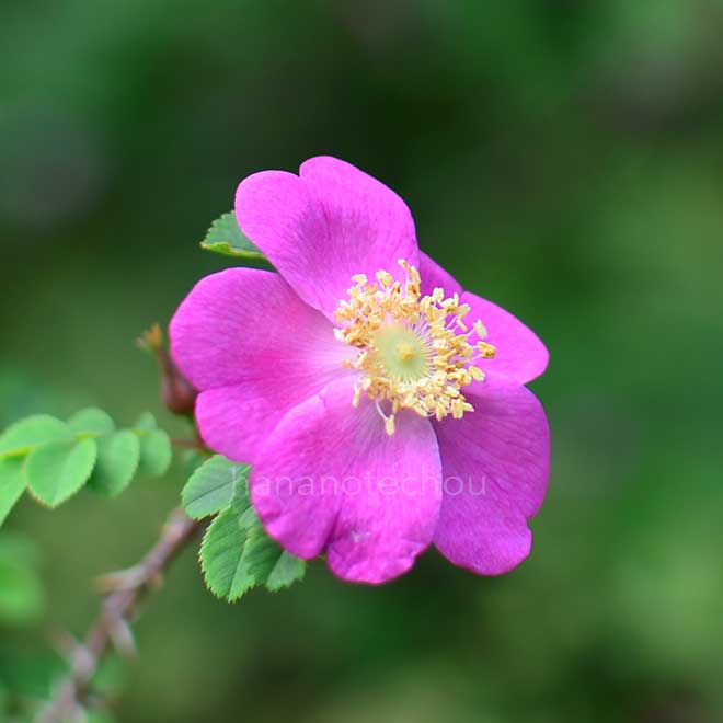 バラ ロサ フォレスティアーナ｜花の手帖の薔薇図鑑