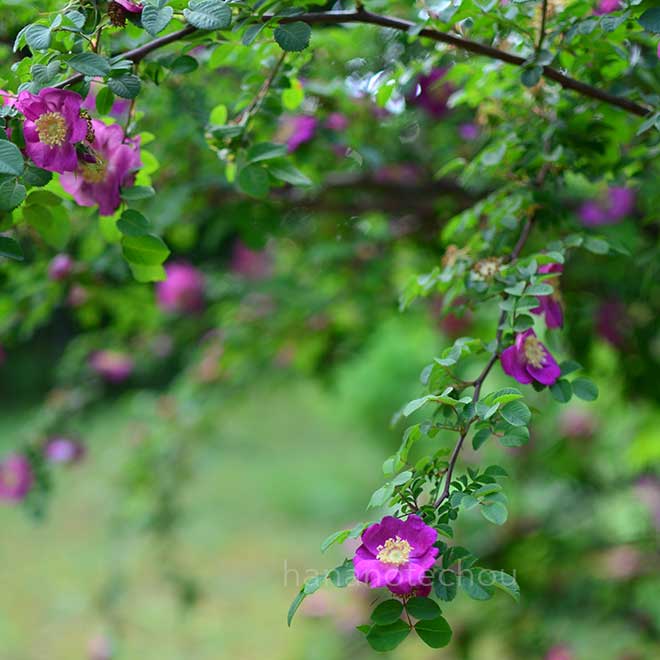 バラ ロサ フォレスティアーナ｜花の手帖の薔薇図鑑