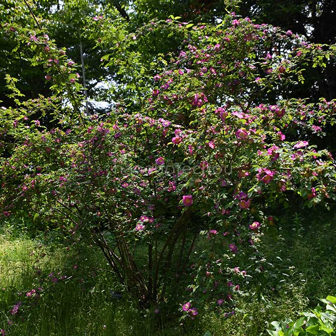 バラ ロサ フォレスティアーナ｜花の手帖の薔薇図鑑