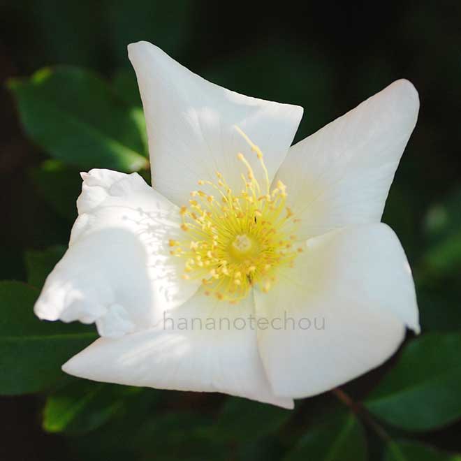 バラ ロサギガンティア|花の手帖の薔薇図鑑