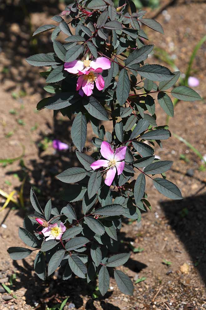 バラ ロサグラウカ｜花の手帖の薔薇図鑑