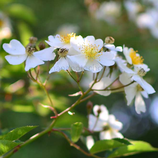 バラ ロサ ヘレナ｜花の手帖の薔薇図鑑