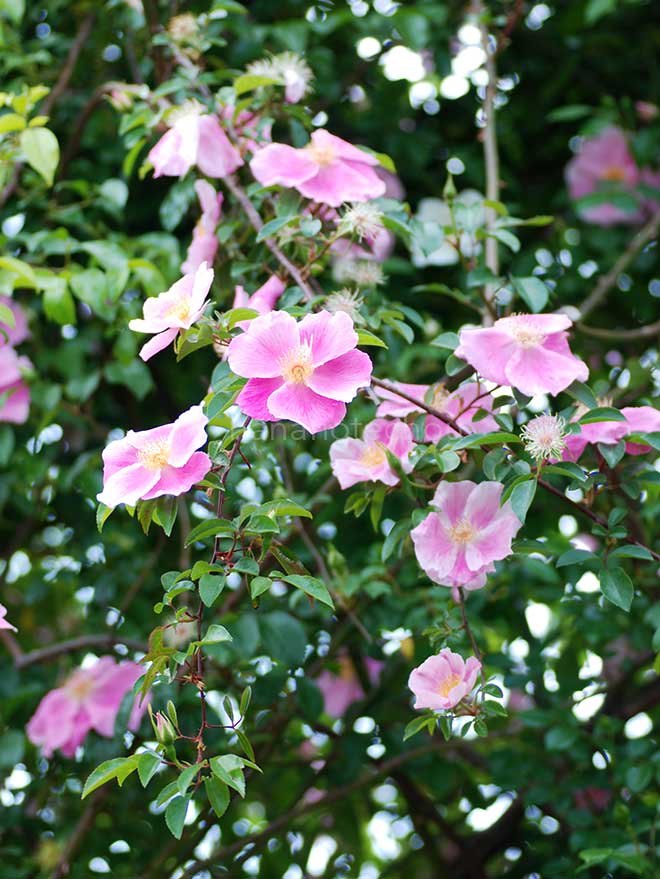 バラ ロサ レビガータ ピンク|花の手帖の薔薇図鑑