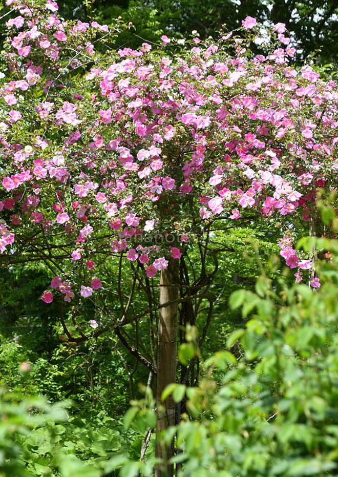 バラ ロサ レビガータ ピンク|花の手帖の薔薇図鑑