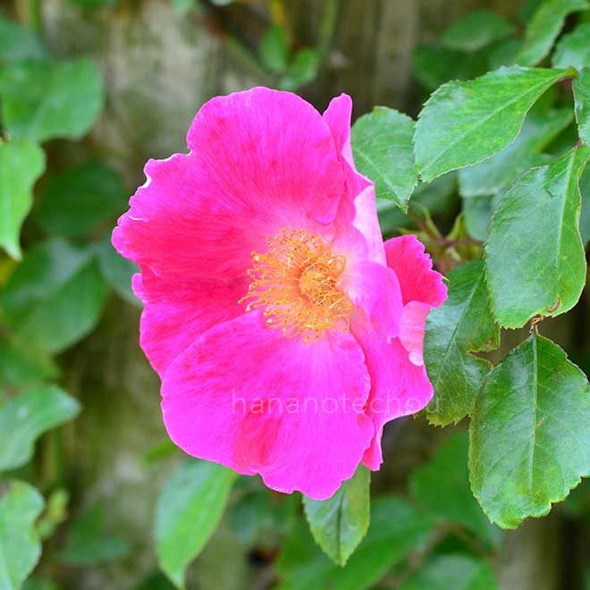 バラ ロサ レビガータ レッド|花の手帖の薔薇図鑑