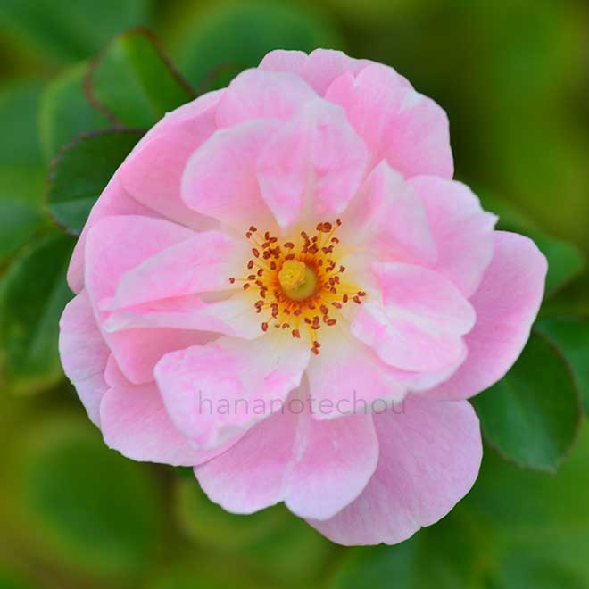 バラ ロザリー ラ モリエール|花の手帖の薔薇図鑑