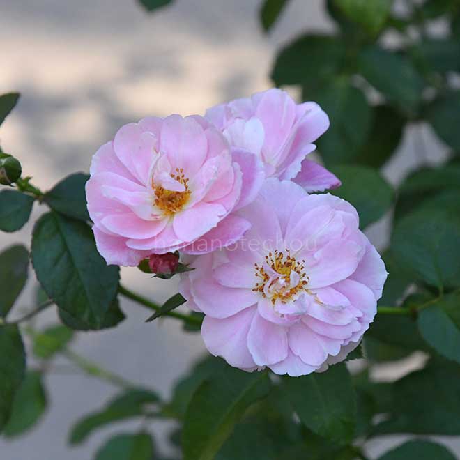 バラ ロザリー ラ モリエール|花の手帖の薔薇図鑑