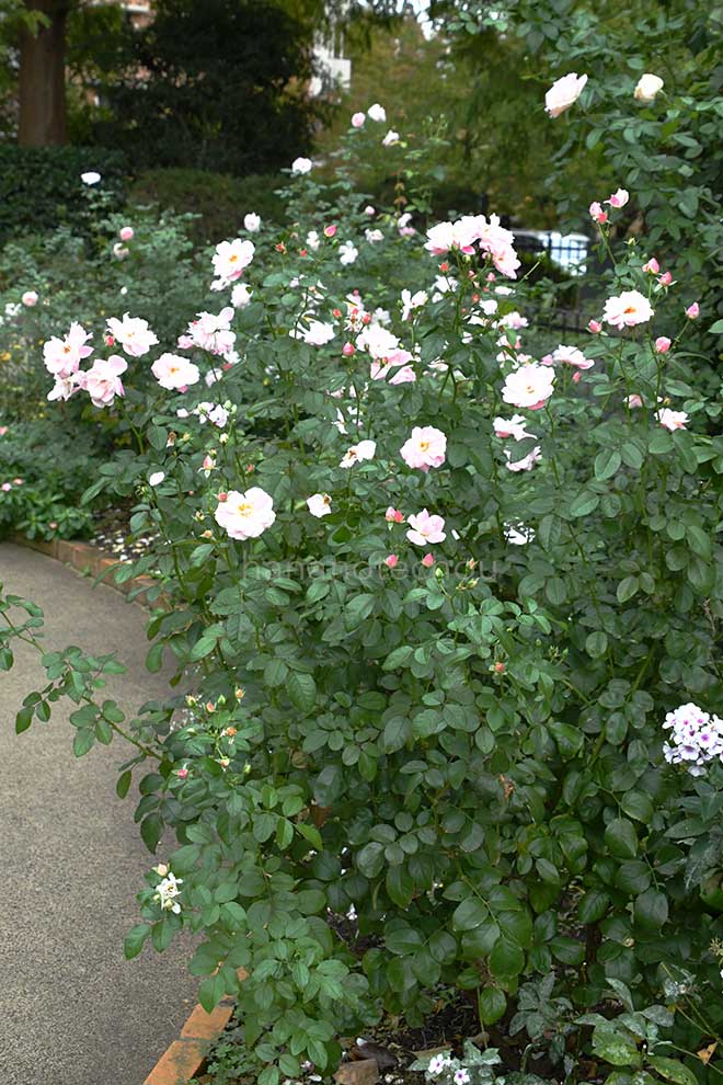 バラ ロザリー ラ モリエール|花の手帖の薔薇図鑑