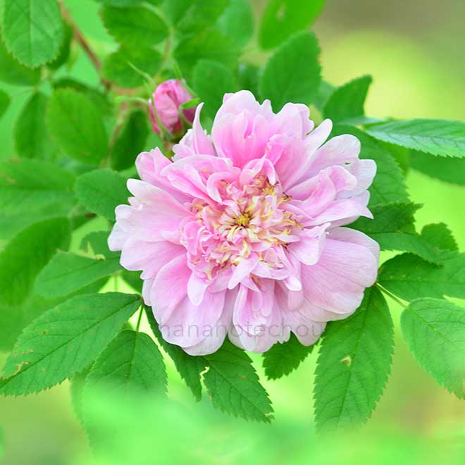 バラ ロサ マジャリス フォエクンディッシマ｜花の手帖の薔薇図鑑