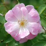 バラ ロサマネッティ｜花の手帖の薔薇図鑑