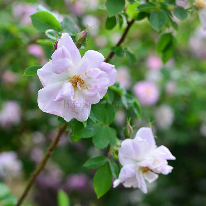 バラ ロサ マネッティ｜花の手帖の薔薇図鑑