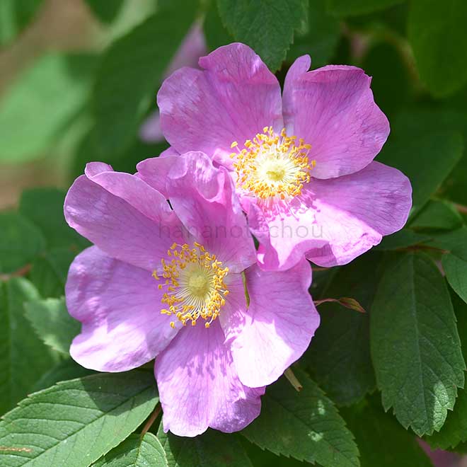 バラ ロサ マレッティ｜花の手帖の薔薇図鑑