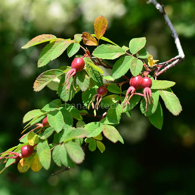 バラ ロサ マレッティ｜花の手帖の薔薇図鑑