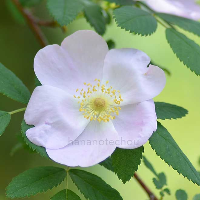 バラ ロサ メリナ｜花の手帖の薔薇図鑑