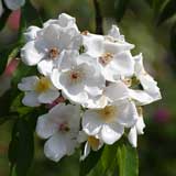 バラ カトルセゾン｜花の手帖の薔薇図鑑