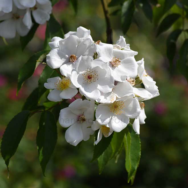 バラ ロサモスカータ｜花の手帖の薔薇図鑑