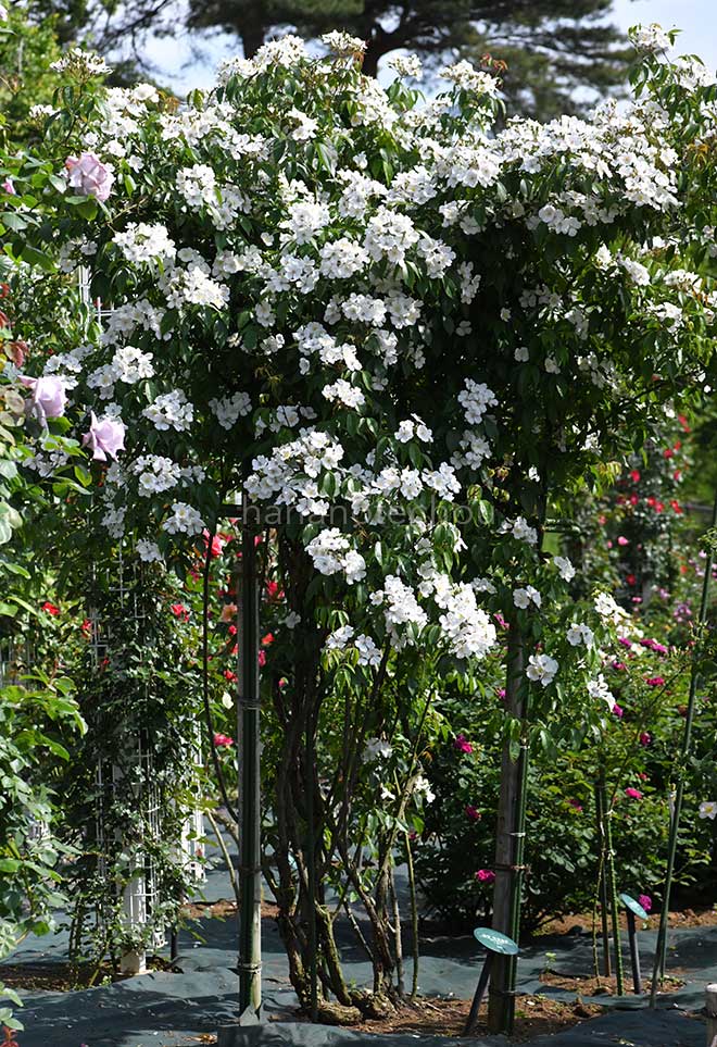 バラ ロサモスカータ｜花の手帖の薔薇図鑑