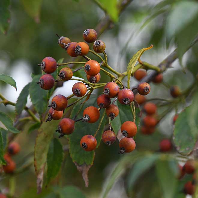 バラ ロサモスカータ｜花の手帖の薔薇図鑑