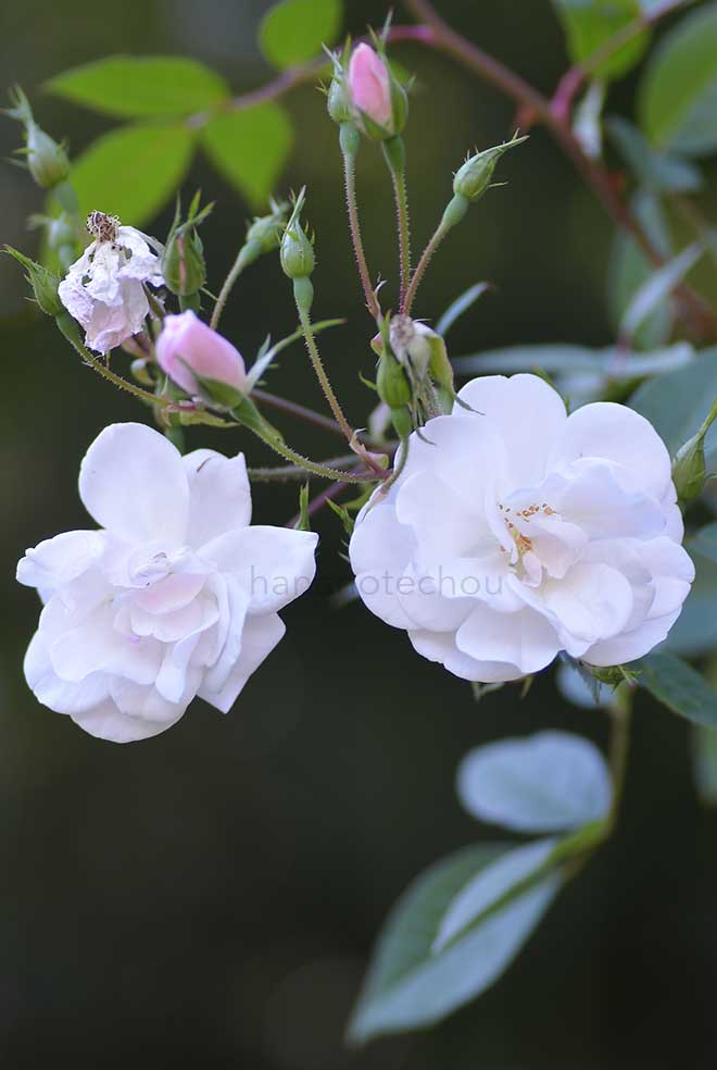 バラ ロサ モスカータ ナスタラーナ｜花の手帖の薔薇図鑑