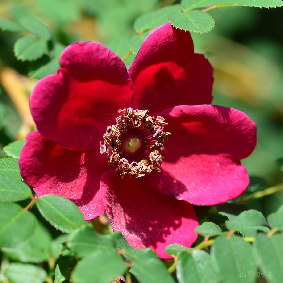 バラ ロサモエシー｜花の手帖の薔薇図鑑