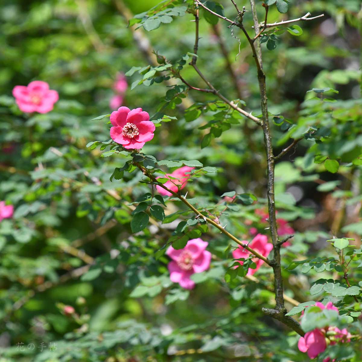 バラ ロサモエシー｜花の手帖の薔薇図鑑