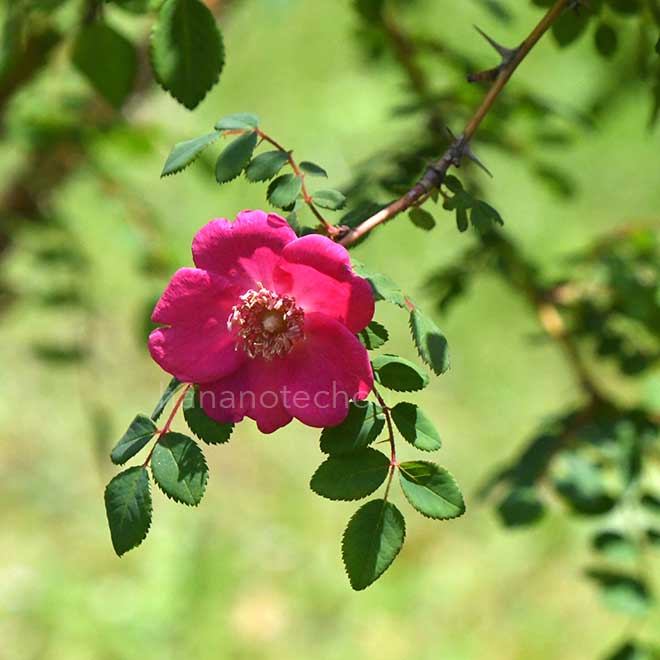 バラ ロサモエシーシーリングワックス｜花の手帖の薔薇図鑑