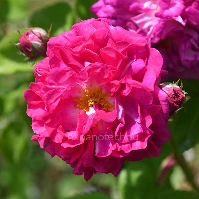 バラ ロサ ムルティフローラ プラティフィラ｜花の手帖の薔薇図鑑