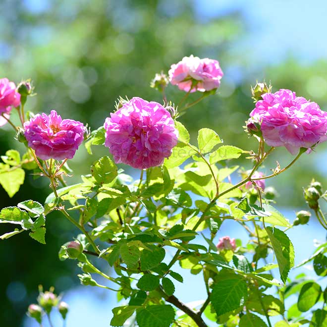 バラ ロサ ムルティフローラ プラティフィラ｜花の手帖の薔薇図鑑