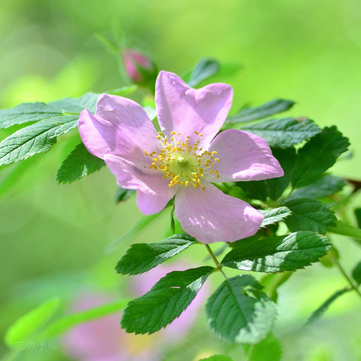 バラ ロサ ニティダ｜花の手帖の薔薇図鑑