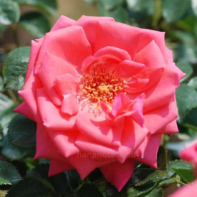バラ ロザンナ｜花の手帖の薔薇図鑑