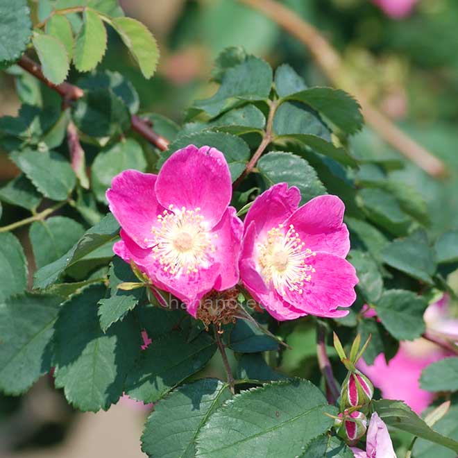 バラ ロサ オキシオドン｜花の手帖の薔薇図鑑