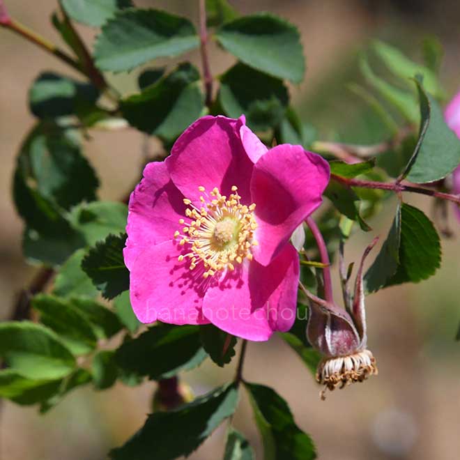 バラ ロサペンデュリナオキシオドン｜花の手帖の薔薇図鑑