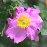 バラ ピース｜花の手帖の薔薇図鑑